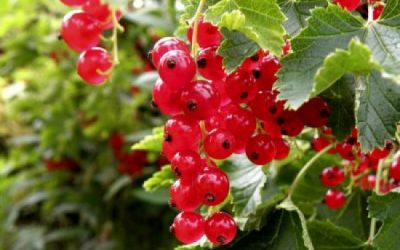 Red currant – vitamin bomb with a low calorie content
